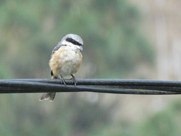 Gray-backed Shrike