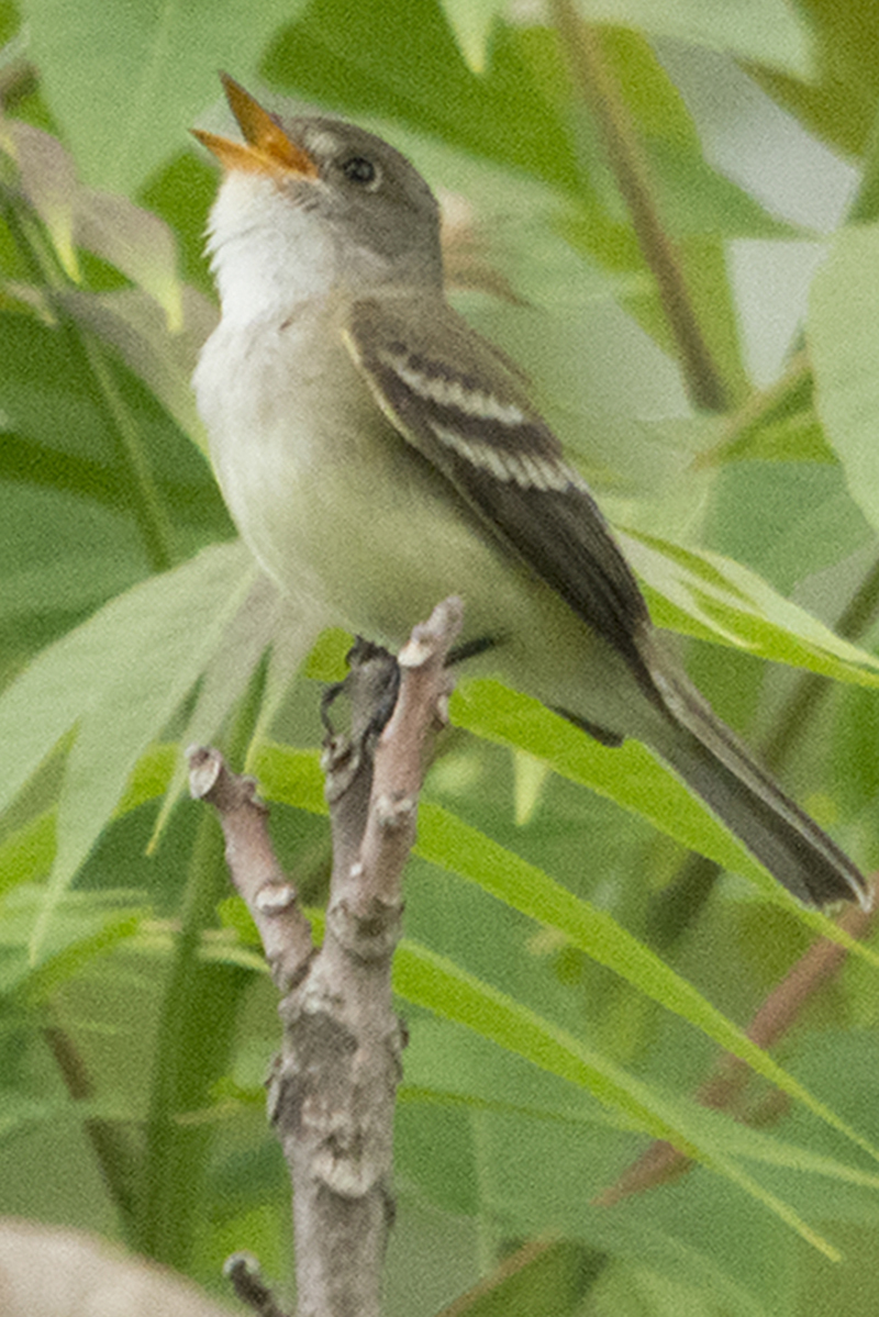 Acadian Flycatcher