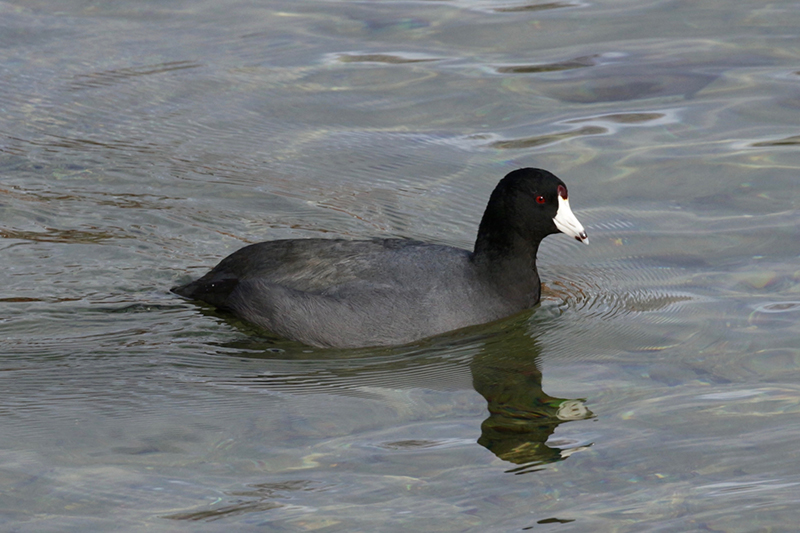 American Coot