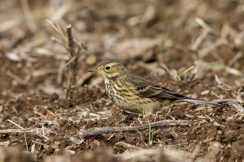 American Pipit