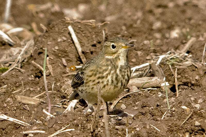 American Pipit