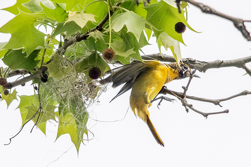 Baltimore Oriole