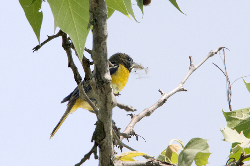 Baltimore Oriole