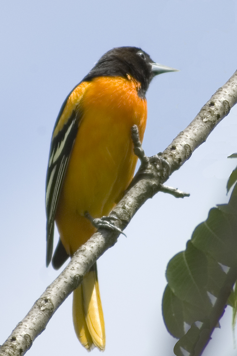 Baltimore Oriole