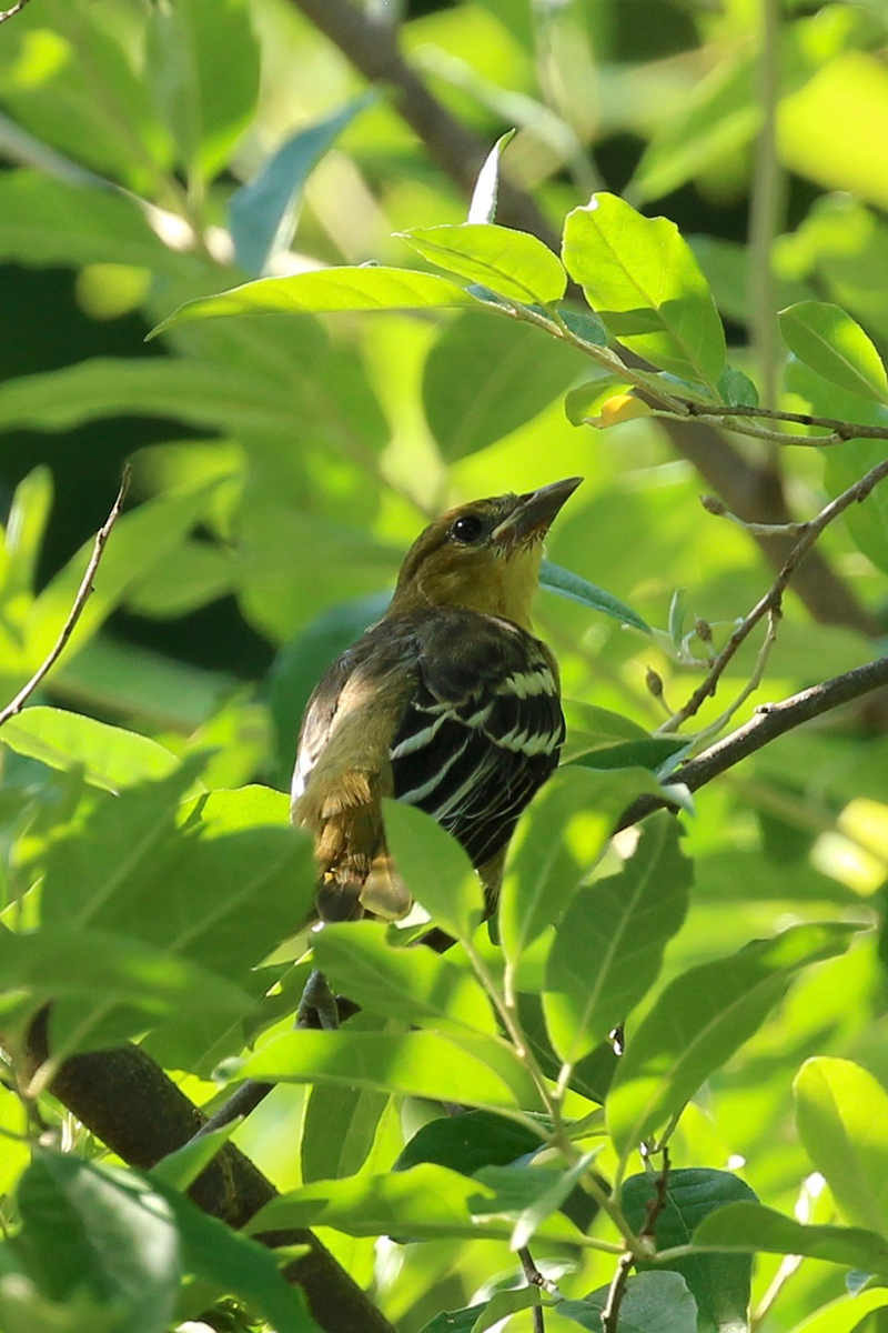 Baltimore Oriole fledgling