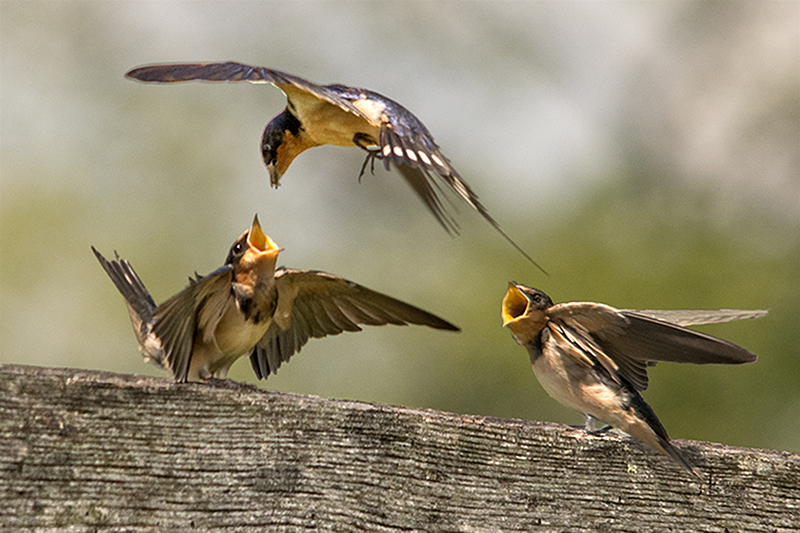 Barn Swallow