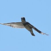 belted kingfisher