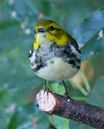 black-throated green warbler