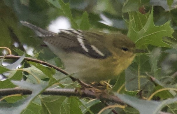 Blackpoll Warbler 4 image not found