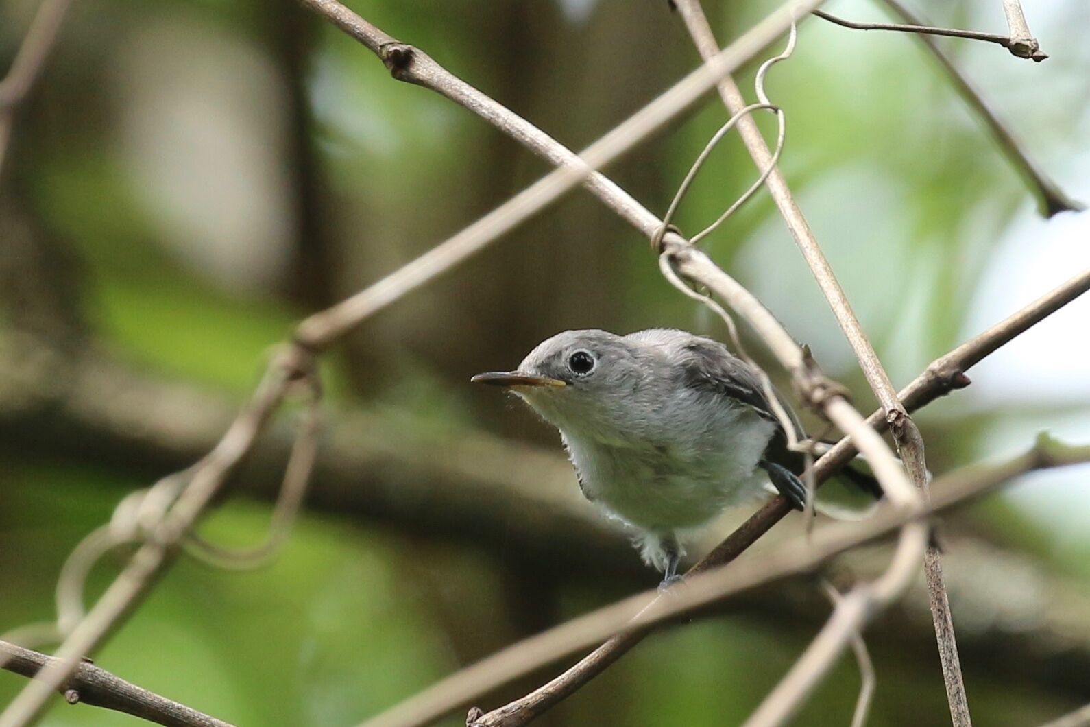 blue-gray gnatcatcher