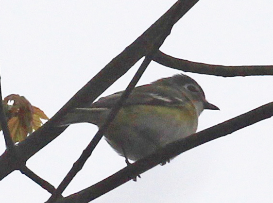 BandW Warbler