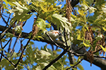 chestnut-sided warbler