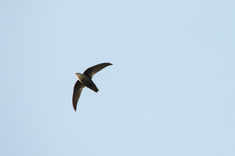 Chimney Swift