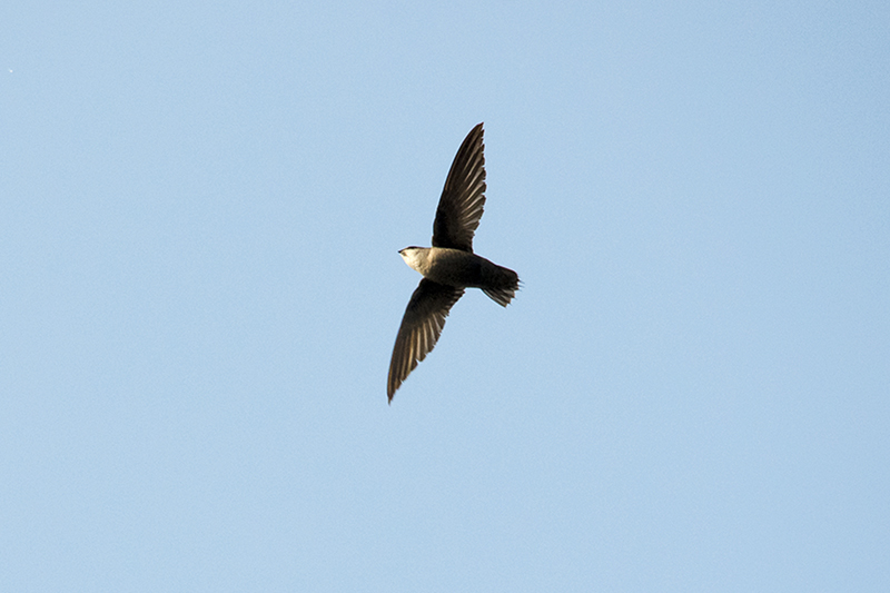 Chimney Swift