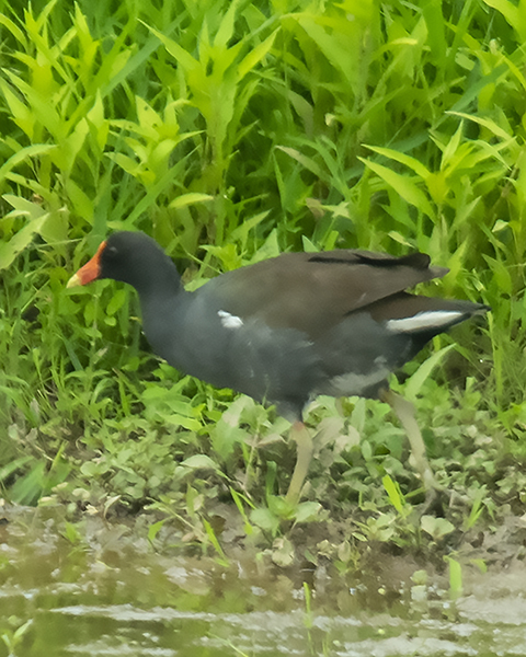 CommonGallinule