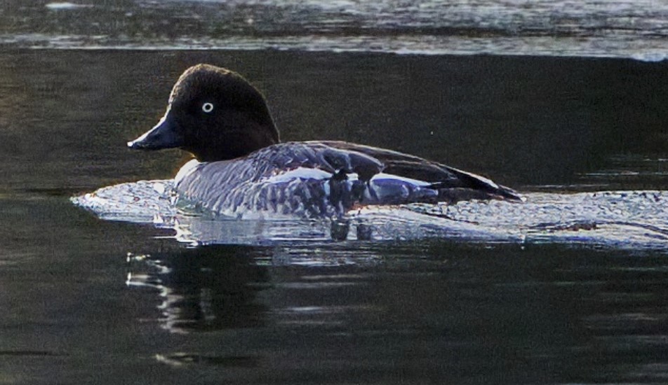 Common Goldeneye1 image not found