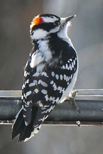 downy Woodpecker