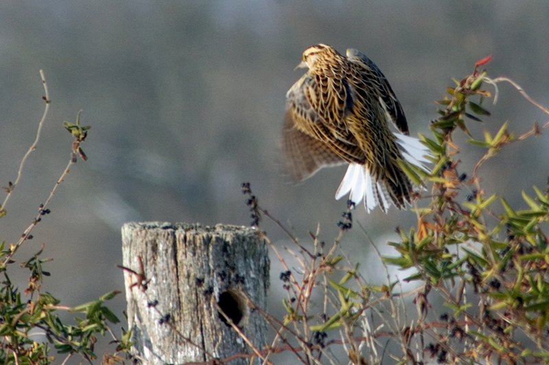 Eastern Meadowlark