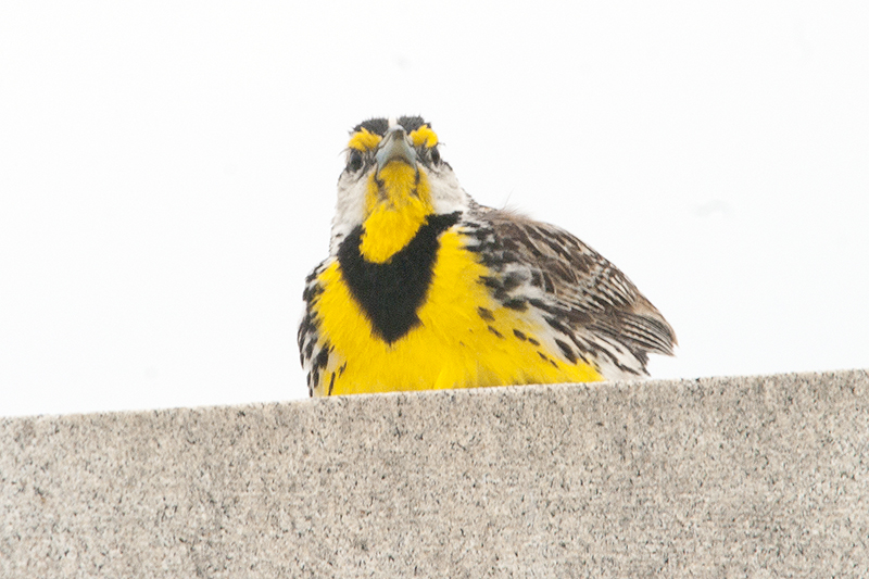 Eastern Meadowlark