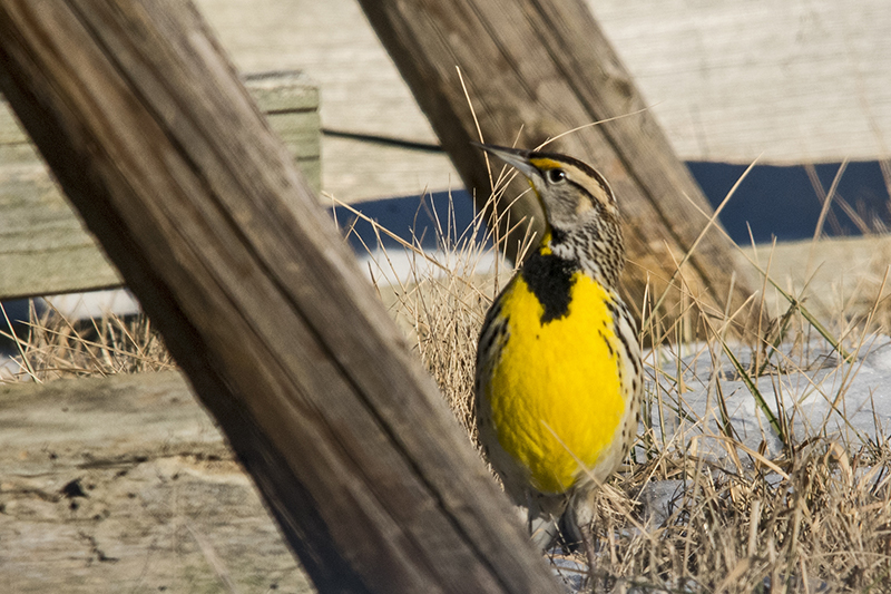 Eastern Meadowlark