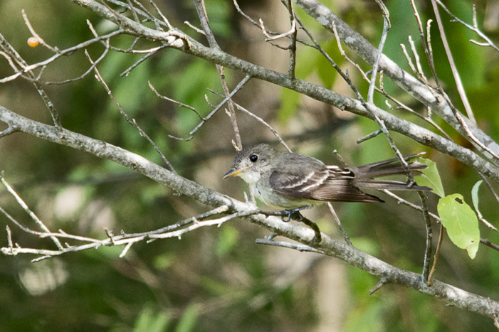 Eastern Wood-Peewee