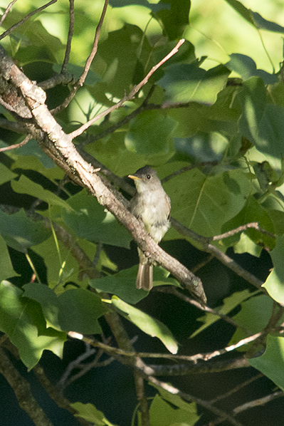 Eastern Wood-Peewee