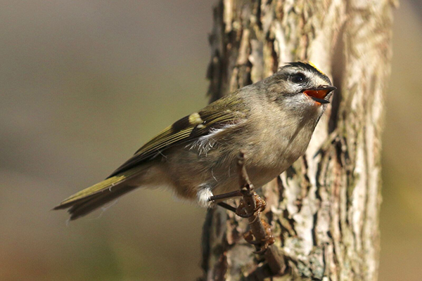 Golden-Crowned Kinglet1