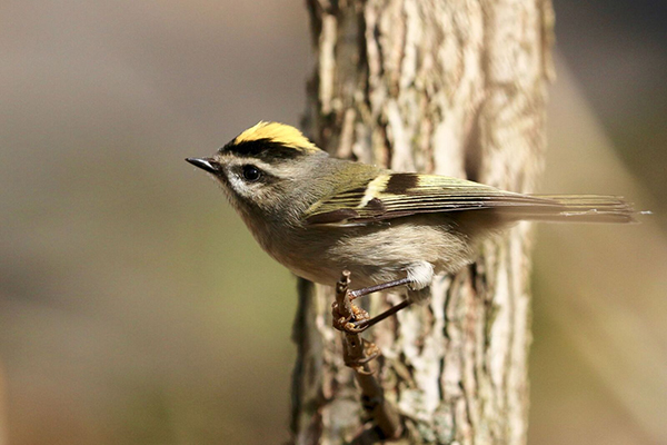 Golden-Crowned Kinglet2