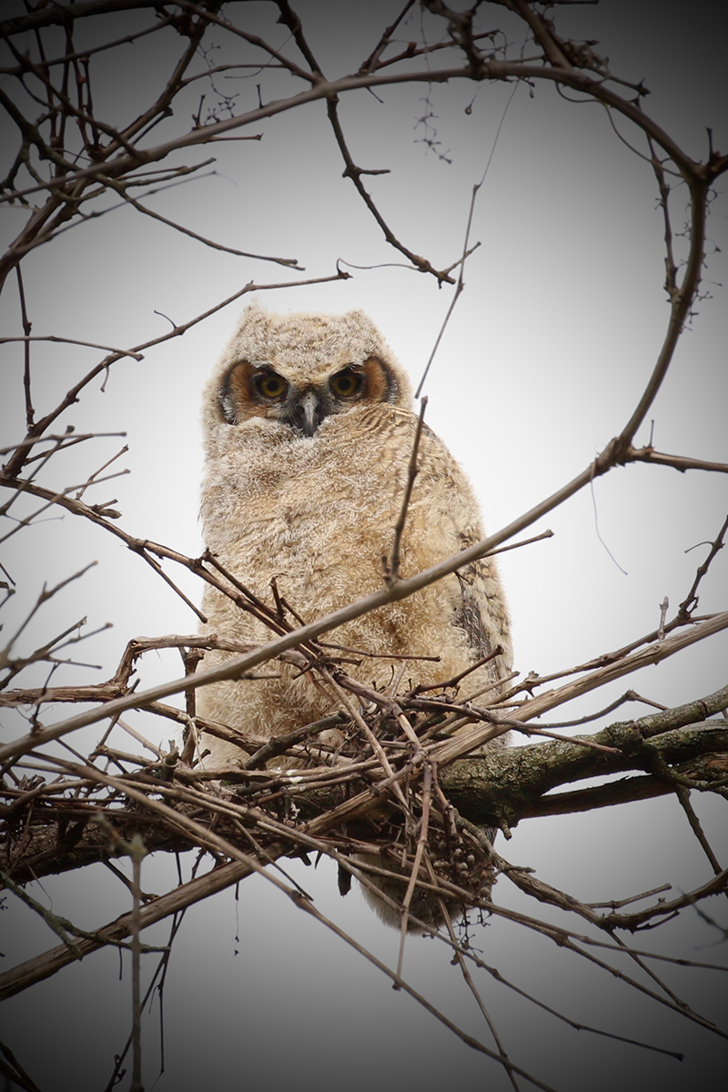 Great Horned Owl