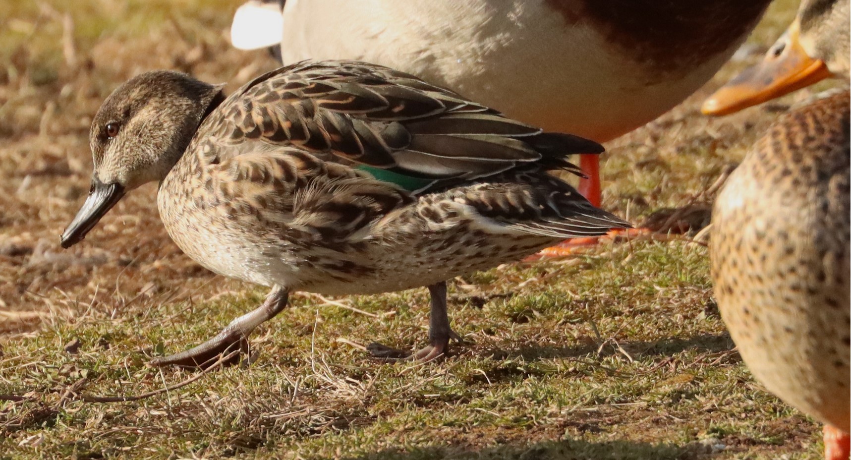 Green-winged Teal2 image not found