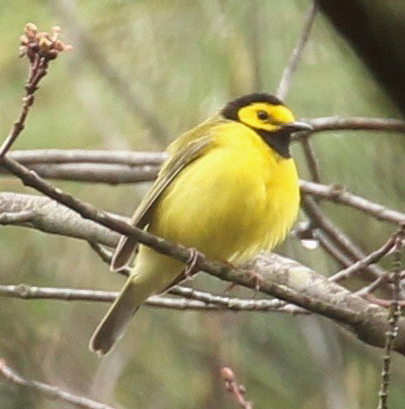 Hooded Warbler