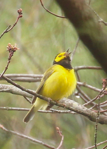 Hooded Warbler