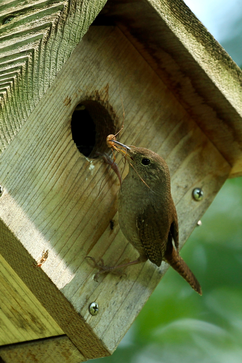 House Wren