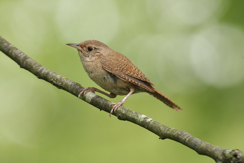 House Wren