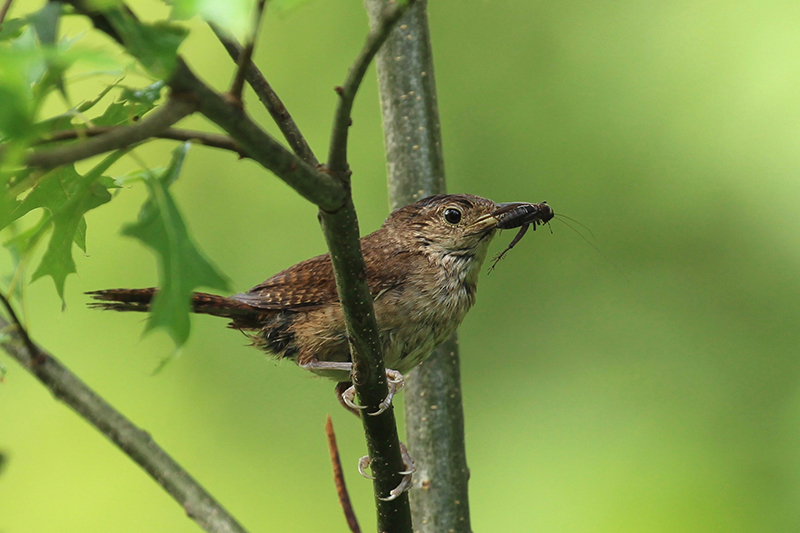 House Wren