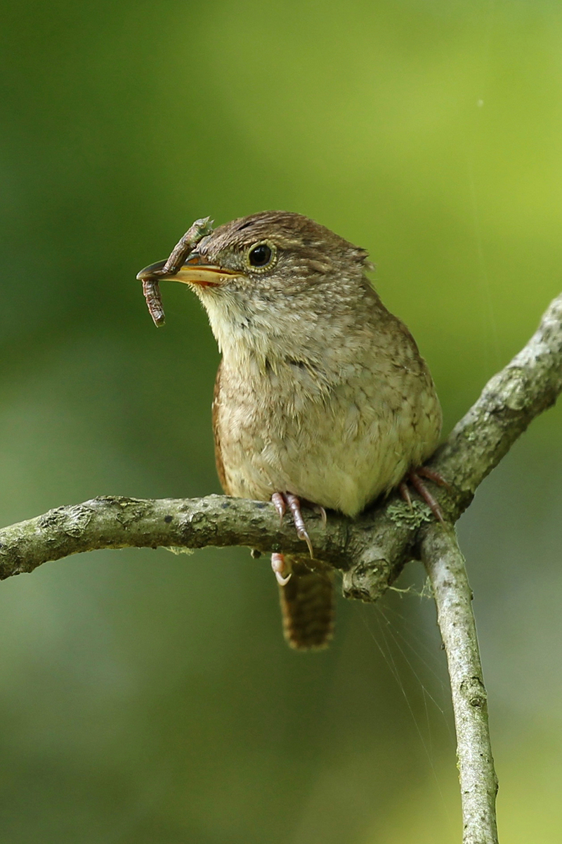 House Wren