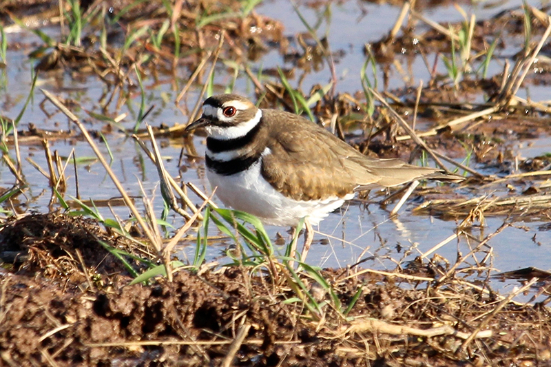 Killdeer