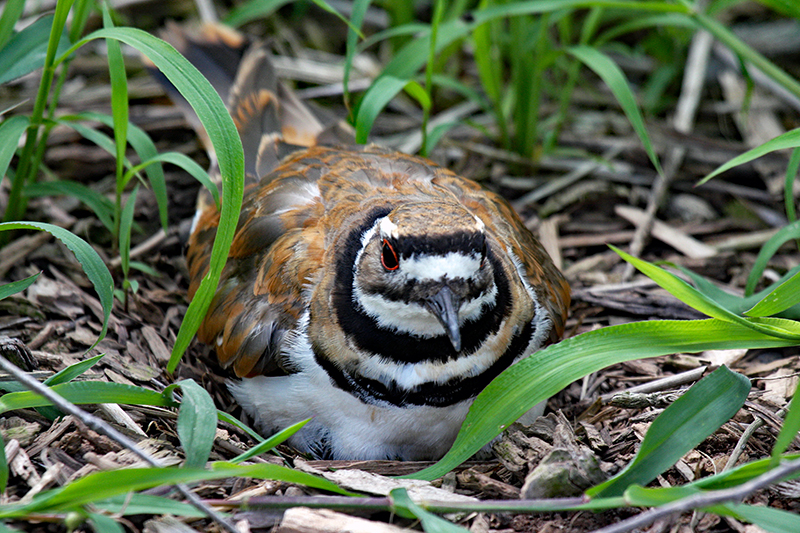 Killdeer