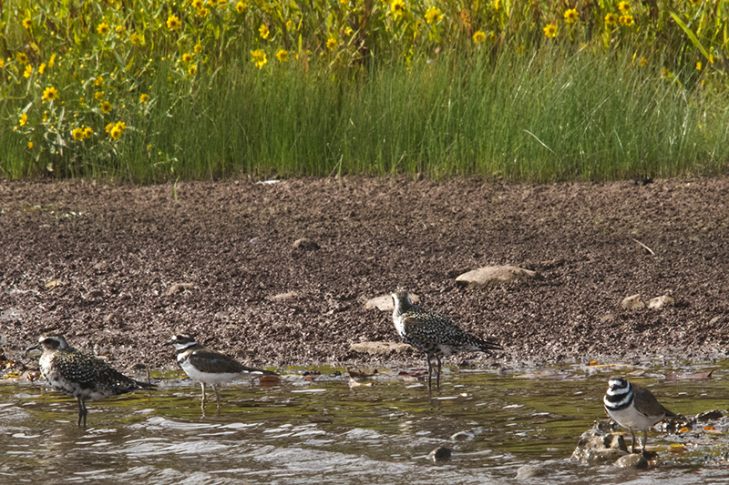 Killdeer