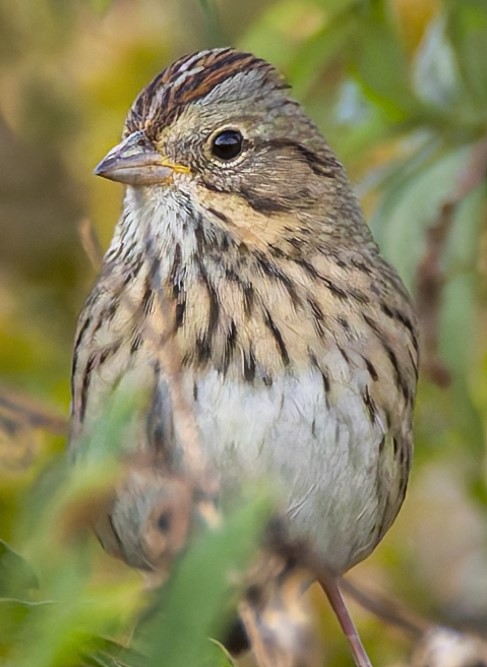 Lincoln Sparrow 2 image not found