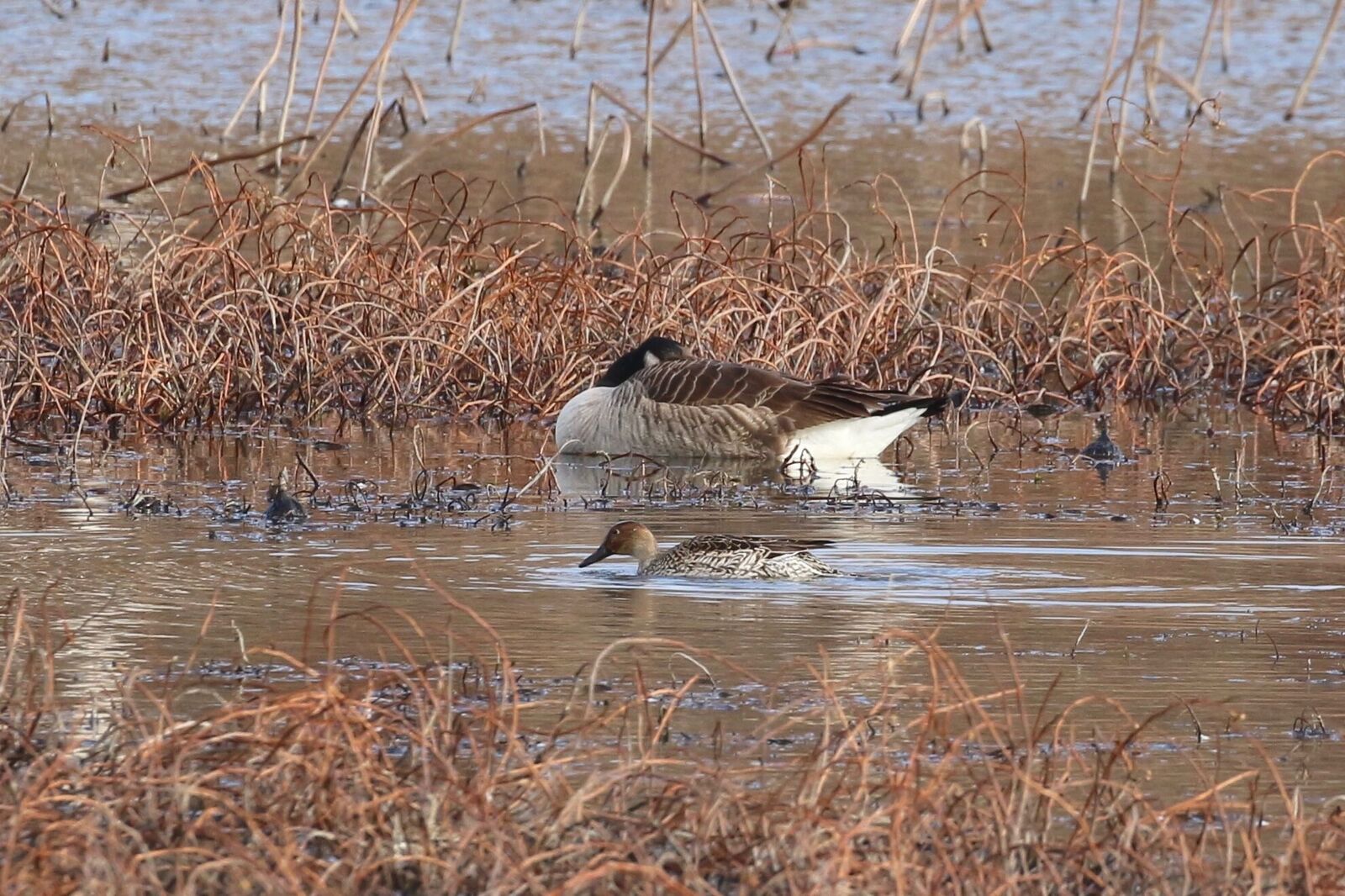 northern pintail