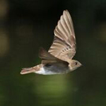Northern Rough-winged swallow