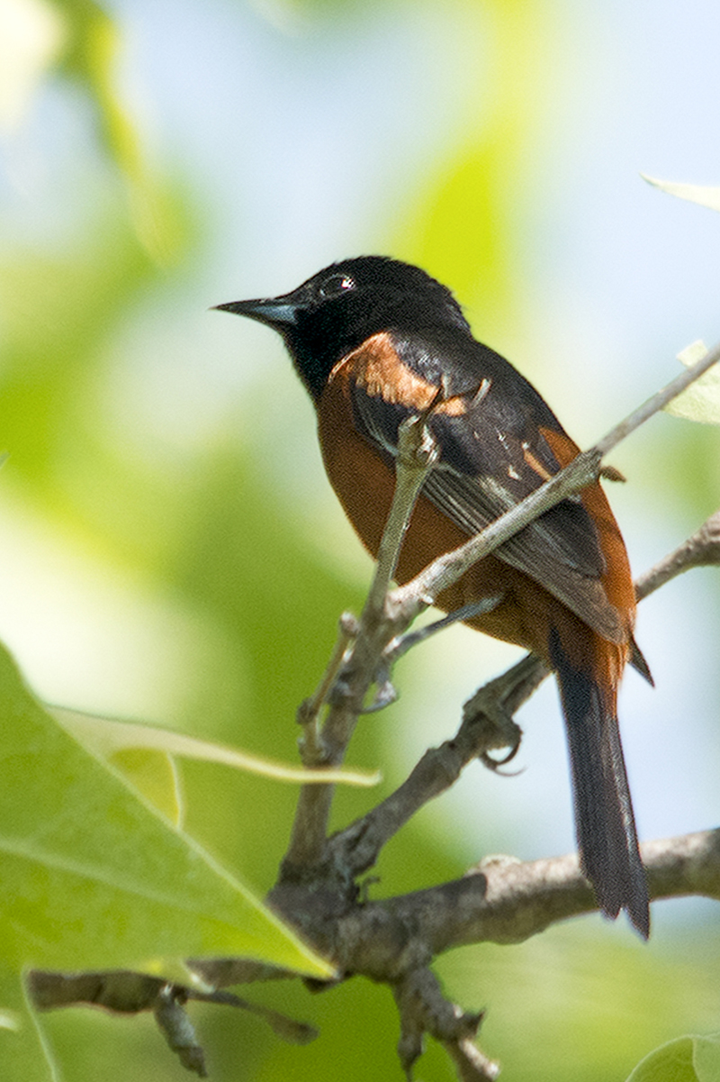 Orchard Oriole