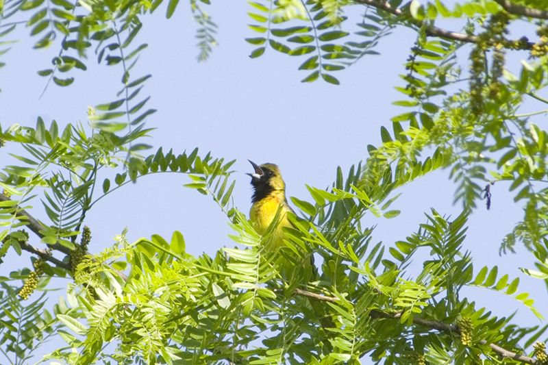 Orchard Oriole