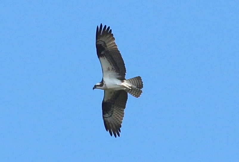 Osprey