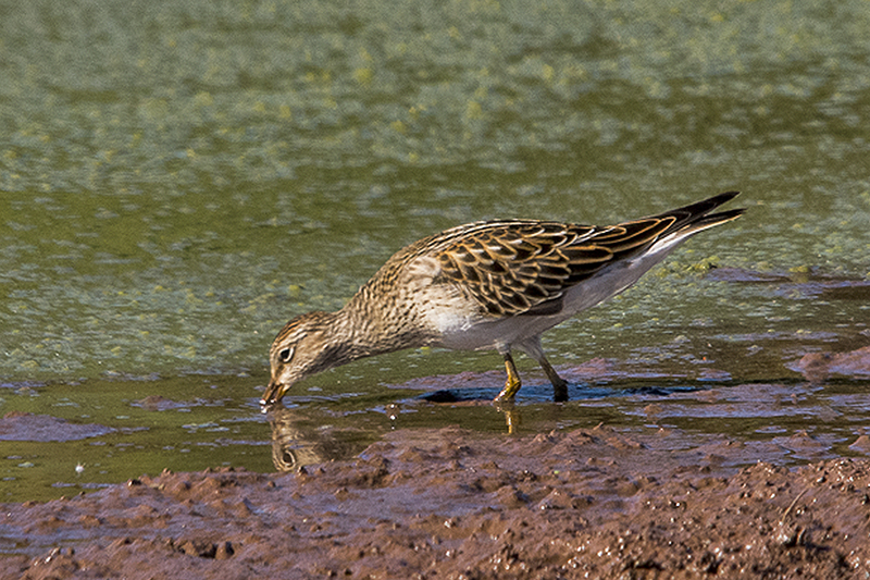 Pectoral Sandpiper