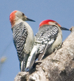 Red-bellieed Woodpecker