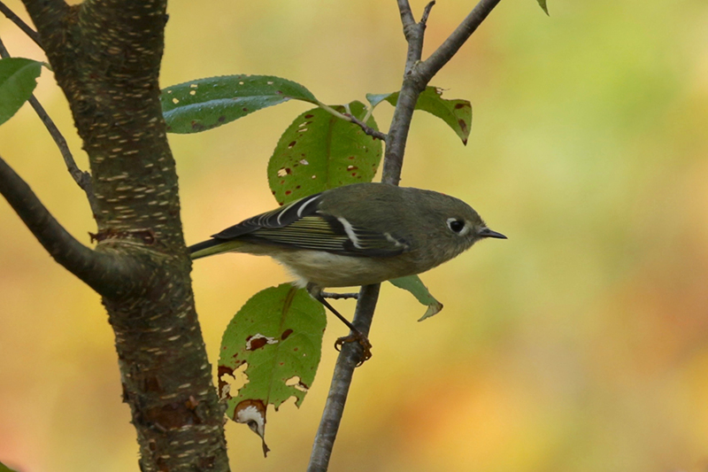 Ruby-crowned Kinglet