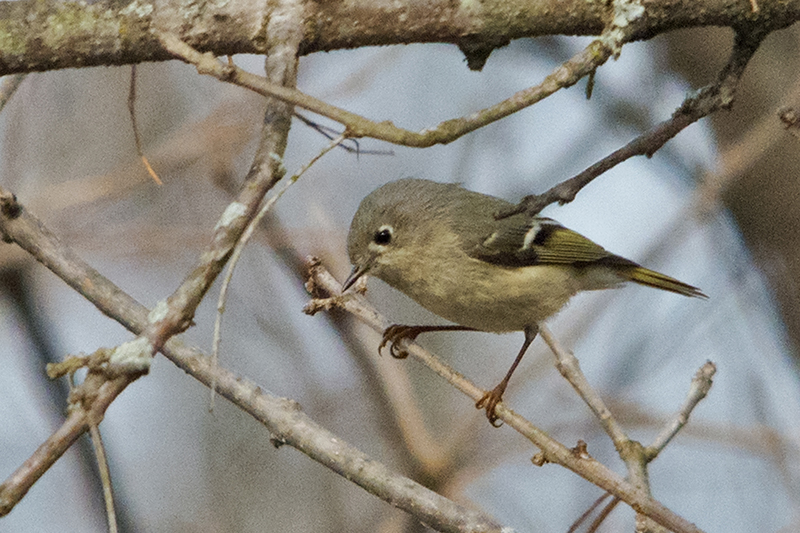 Ruby-crowned Kinglet