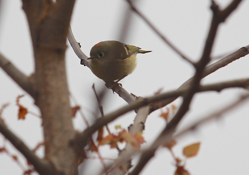 Ruby-crowned Kinglet